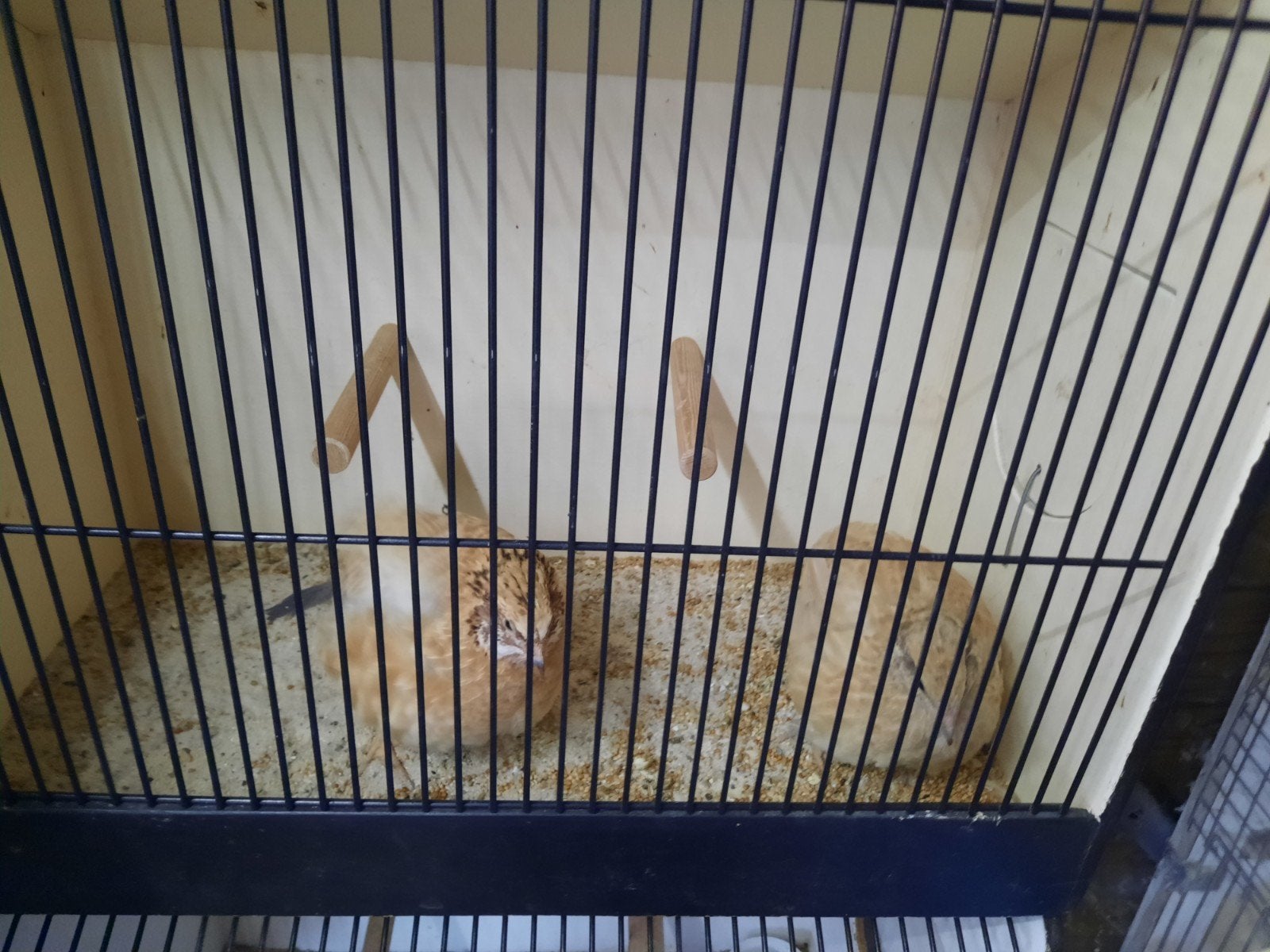 koppel Japans kwartels, Meerdere dieren, Tropenvogel