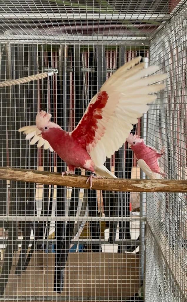1-1 Lutino Rose kaketoes, Dieren en Toebehoren, Vogels | Parkieten en Papegaaien, Vrouwelijk, Papegaai, Geringd