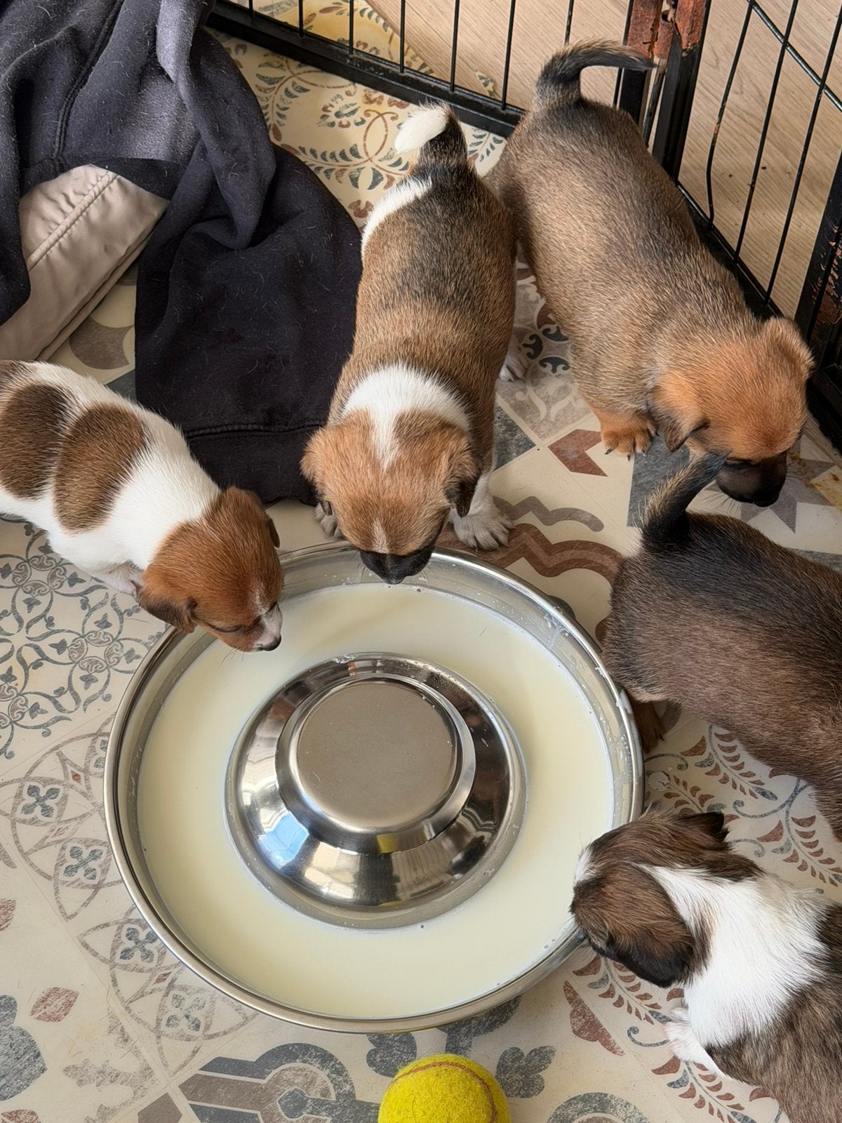 Jackrussel pups jack russel puppys, Jack Russell Terriër, CDV (hondenziekte), 8 tot 15 weken, Meerdere