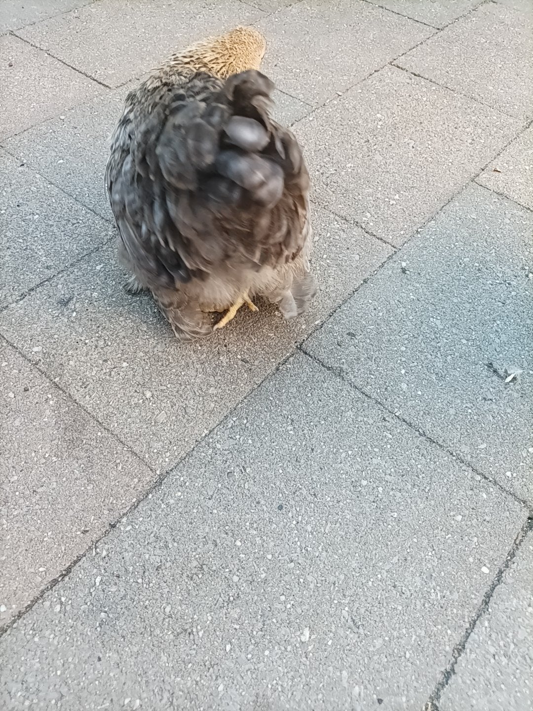 chocen jonge hennen, Dieren en Toebehoren, Pluimvee, Vrouwelijk, Kip