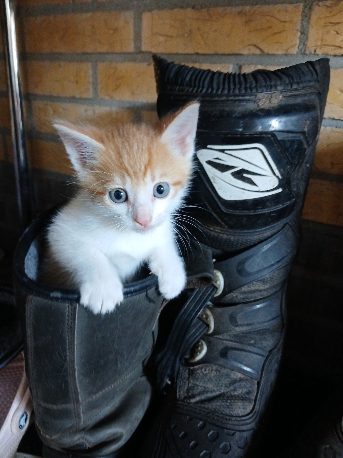 kittens, Meerdere dieren