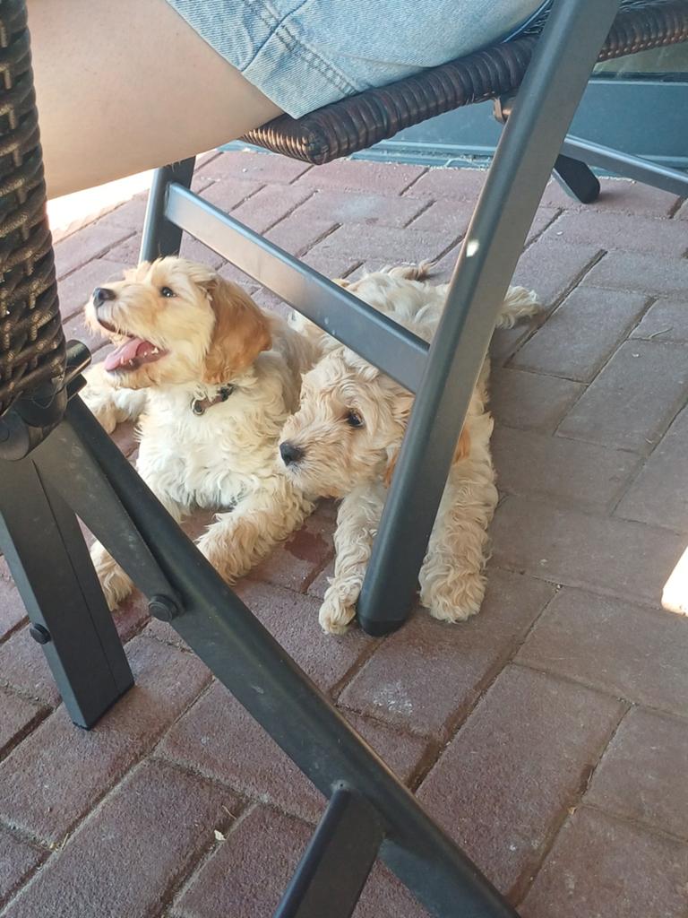 Lieve kruising labradoodle pups te koop!, Dieren en Toebehoren, Parvo, Overige rassen, 8 tot 15 weken, Meerdere