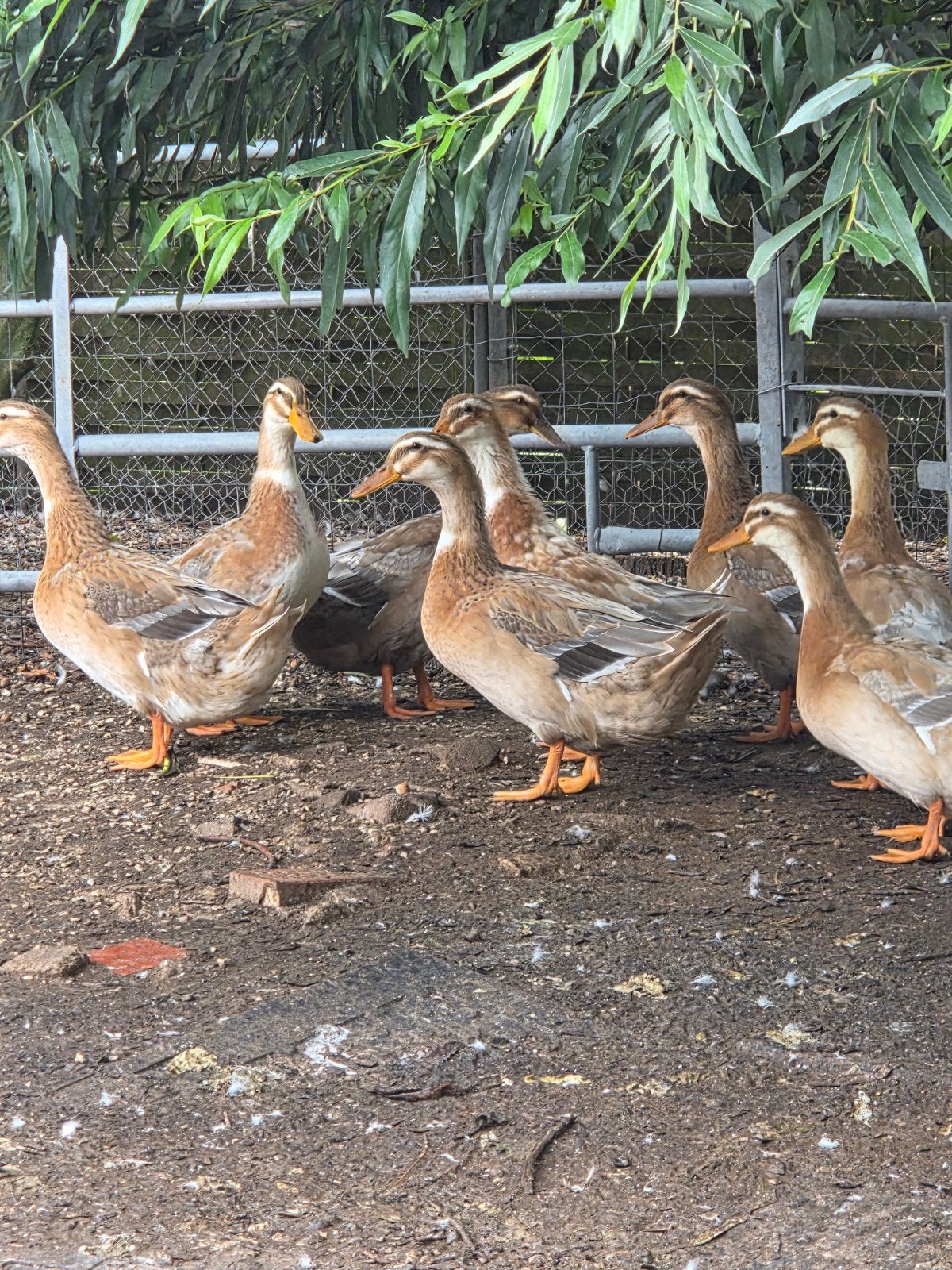 saksen eenden en peking eenden, Dieren en Toebehoren, Meerdere dieren, Eend