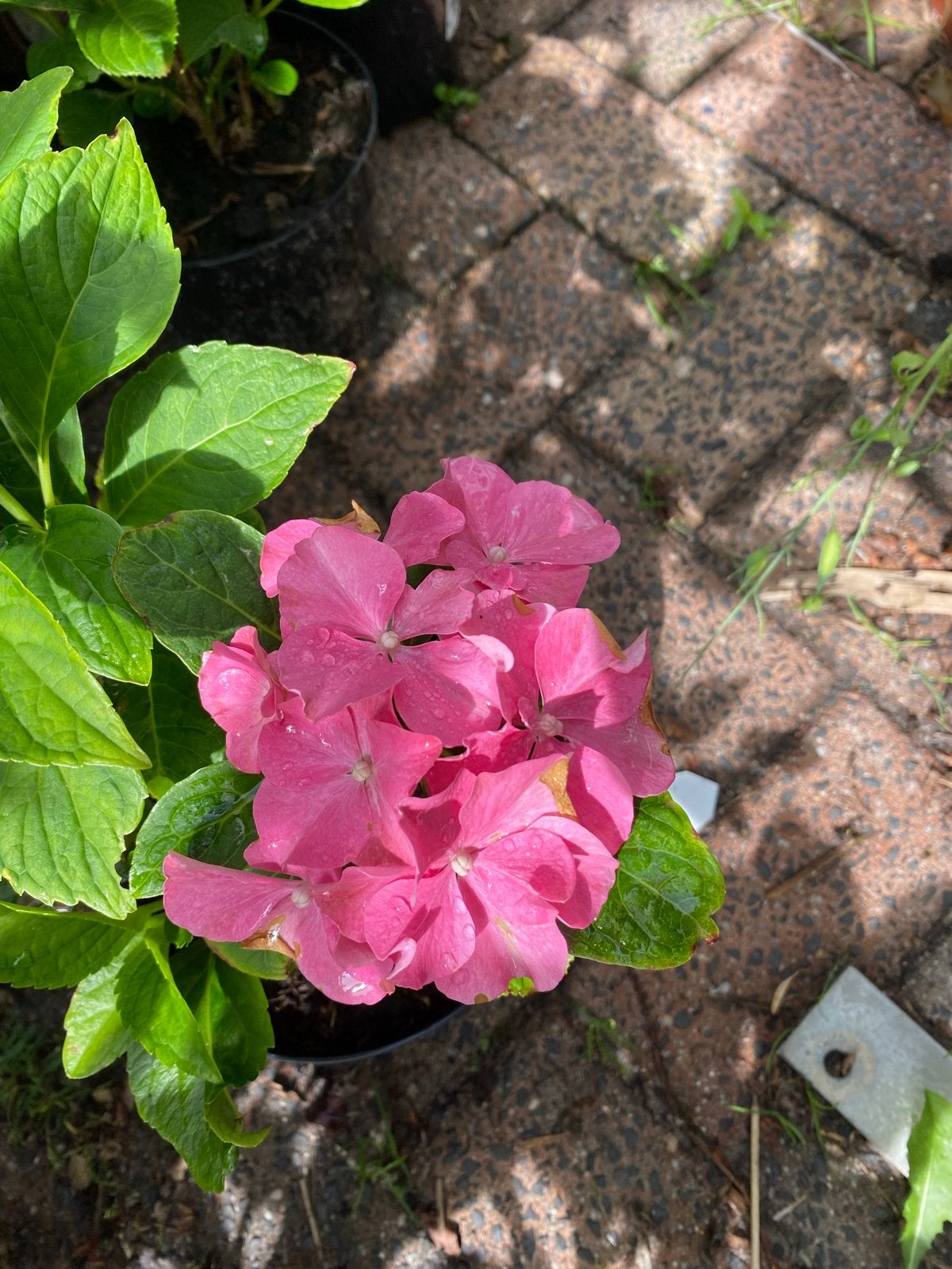 Boeren hortensia  - Prachtige bloeiers voor elke tuin!, Vaste plant, Halfschaduw, Lente, Ophalen