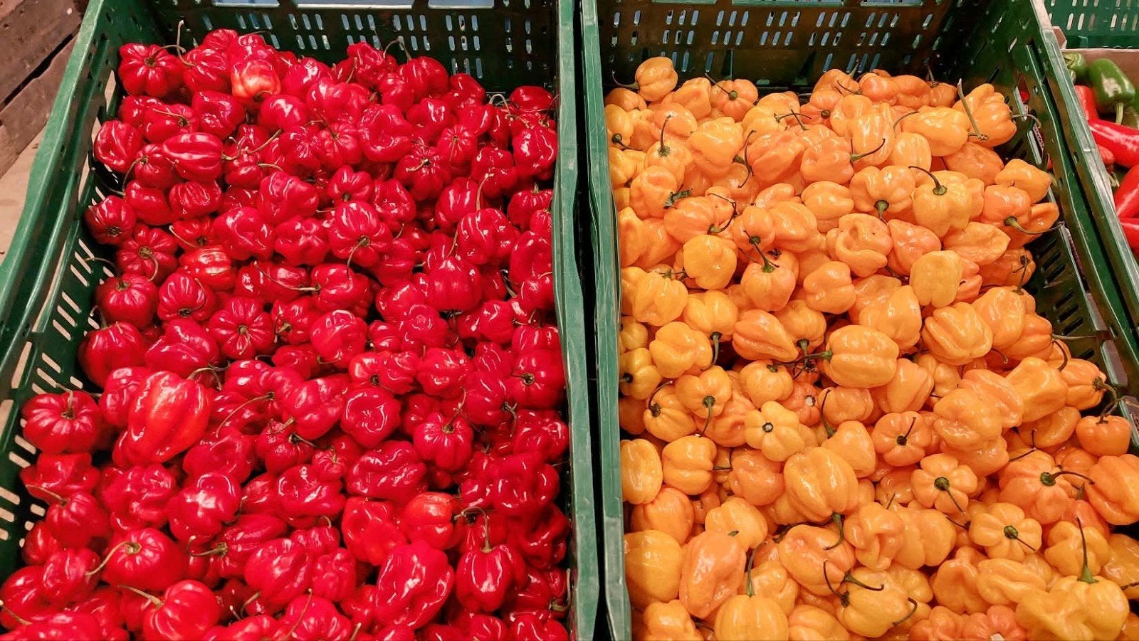 Pepers en Tropische groenten, Ophalen