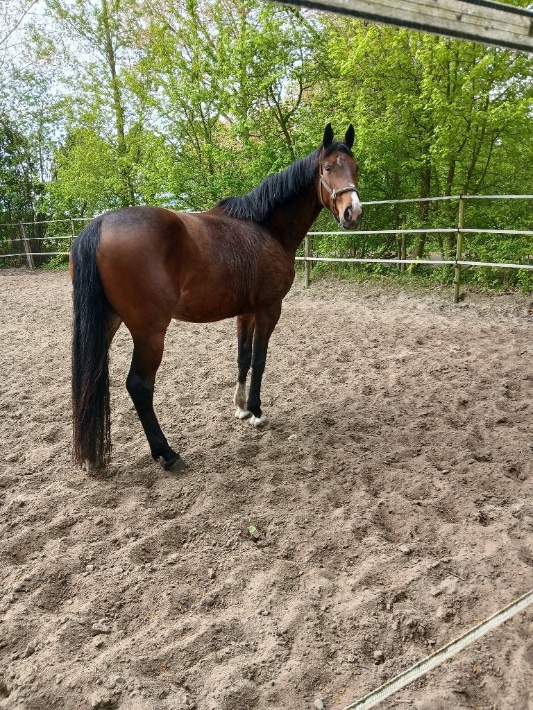 Te koop KWPN merrie 5 jr.-1,75 schoft-Nuchter zr makkelijk !, Dieren en Toebehoren, Merrie, Dressuurpaard, Met stamboom, B