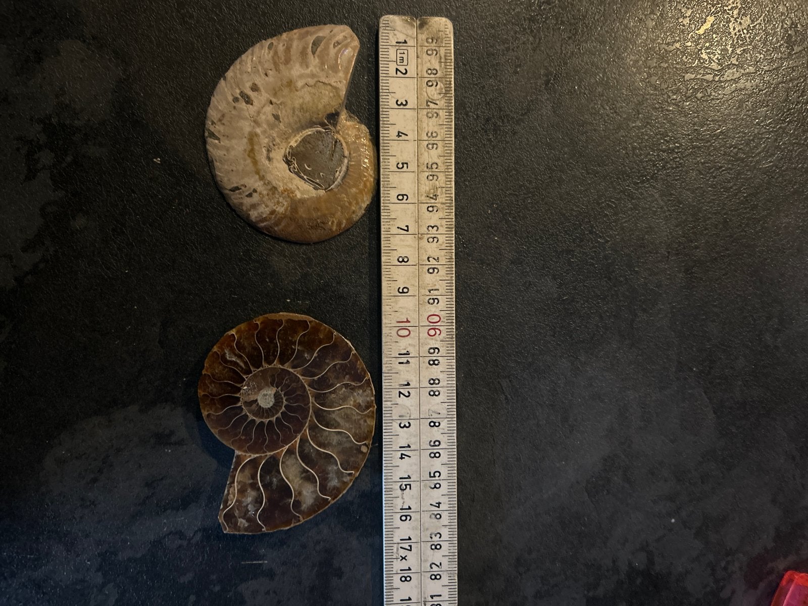 Prachtige Ammoniet Fossielen - Set van 2, Ophalen, Fossiel