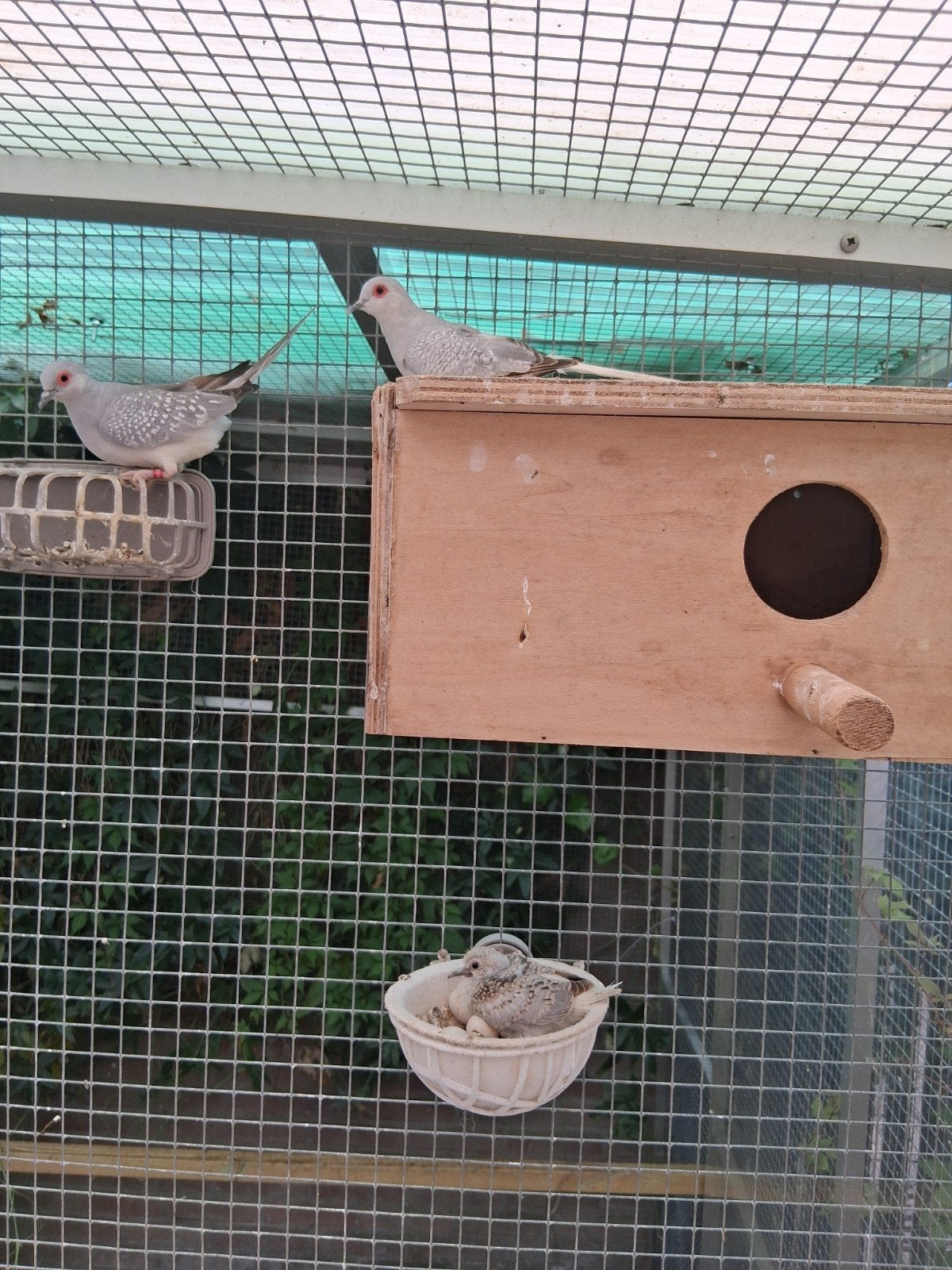 Diamantduif, Dieren en Toebehoren, Vrouwelijk