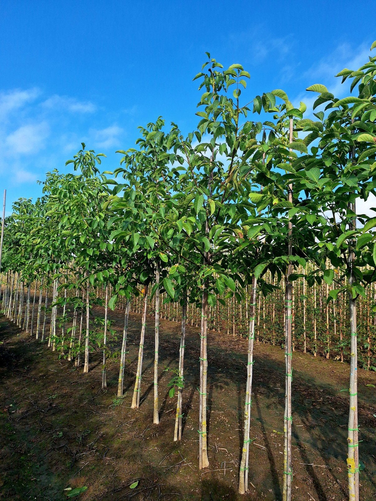 Juglans regia (Walnotenboom)🌿, Ophalen, Volle zon, Overige soorten