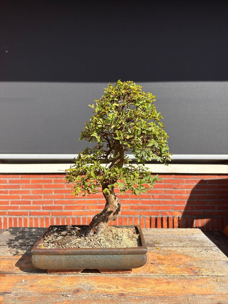 Chinese Iep bonsai, Bloeit niet, Overige soorten, Minder dan 100 cm, Ophalen