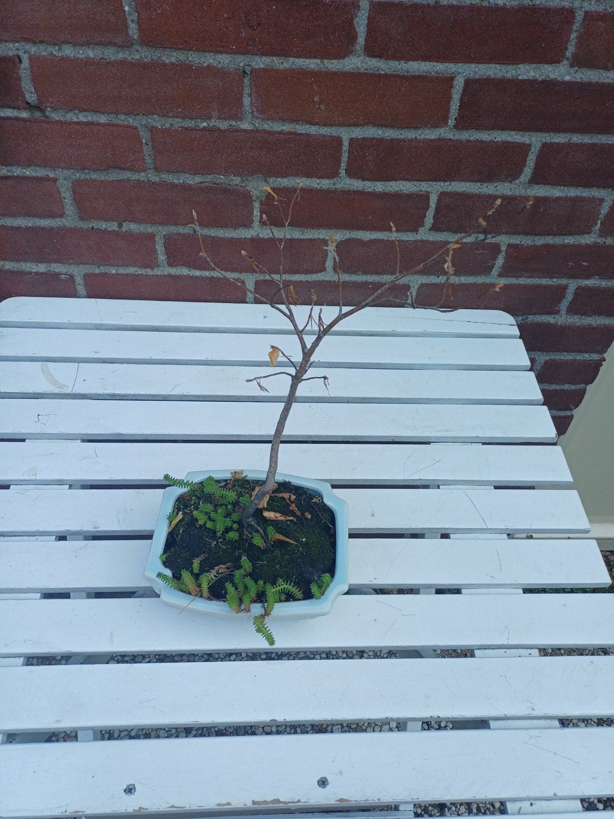 Beukenboom (Fagus) - Bonsai in pot, Bloeit niet, Halfschaduw, Overige soorten, Minder dan 100 cm
