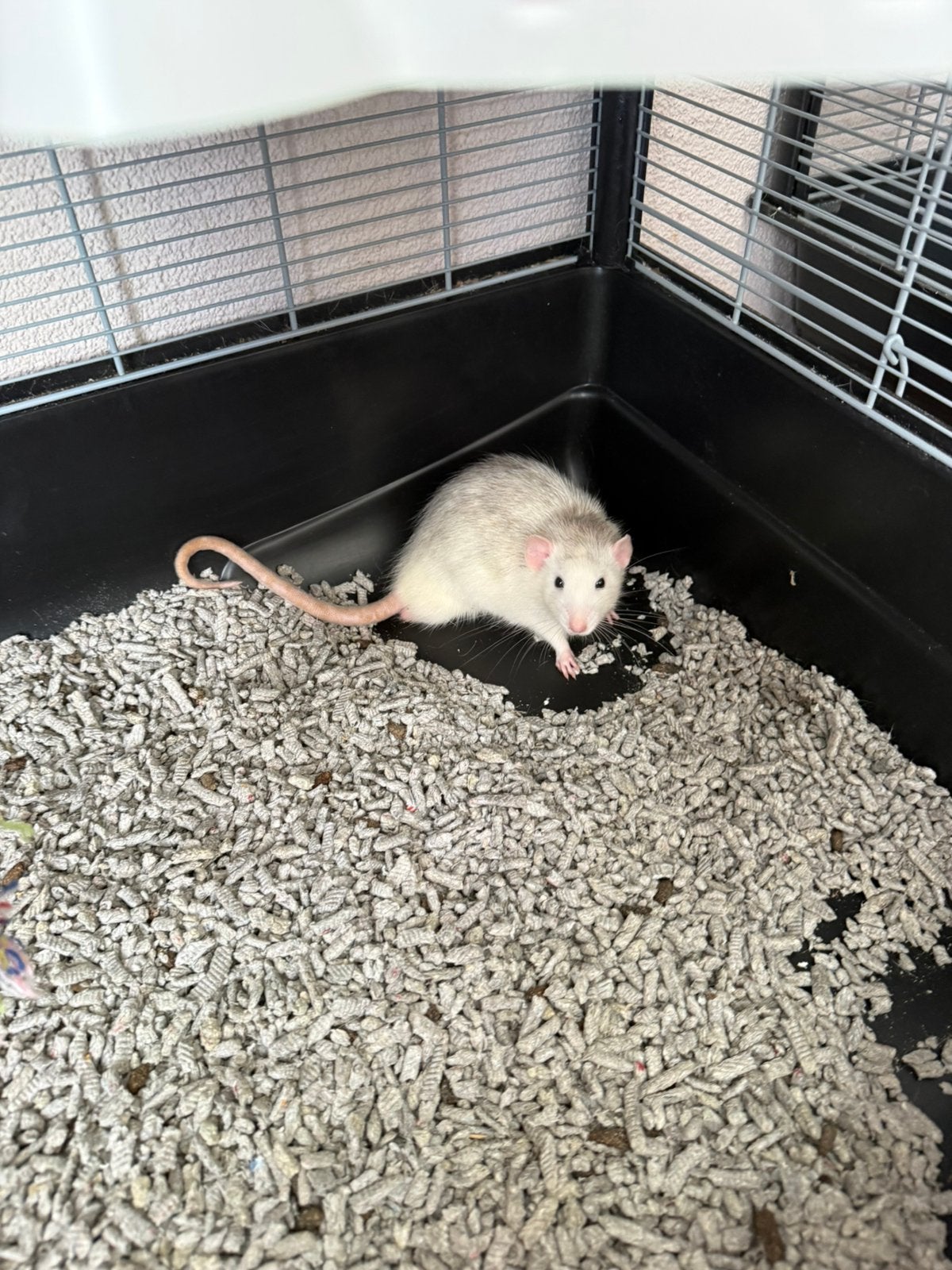 4 jonge ratten, Dieren en Toebehoren, Knaagdieren, Rat, Mannelijk, Januari, Tam