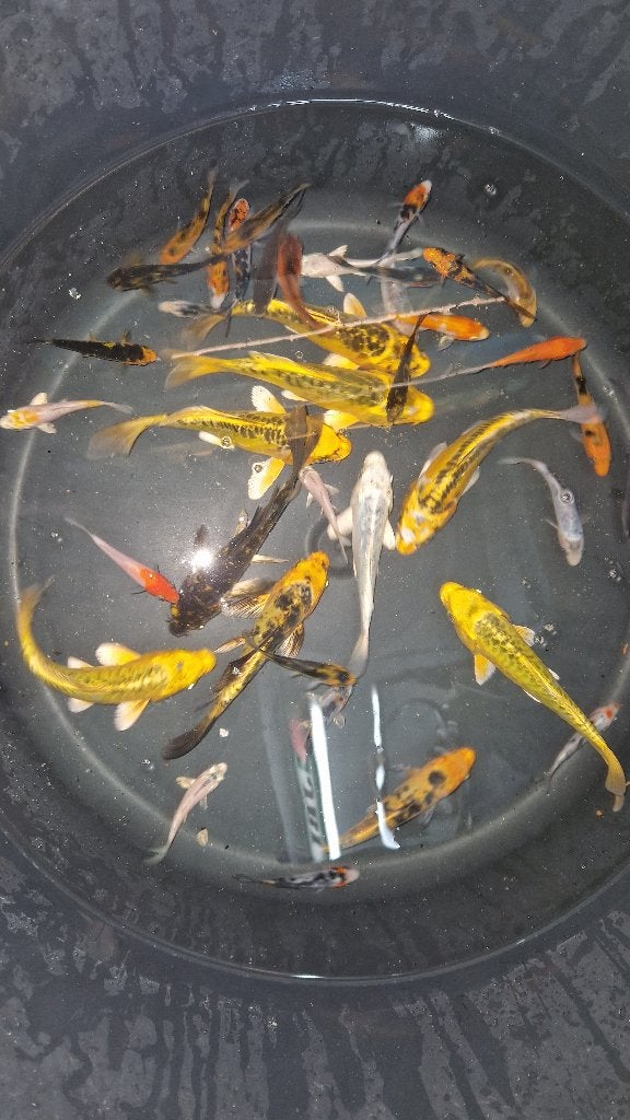 koi karpers en goudvissen, Dieren en Toebehoren, Karper of Koi