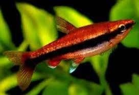 Nannostomus beckfordi red - Potloodvisje - Koidream Valburg