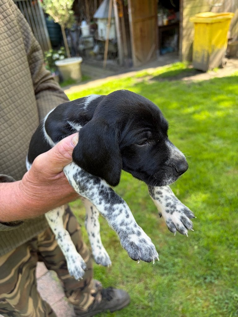 Duitse staande korthaar, Dieren en Toebehoren, Honden | Setters en Staande honden, Duitse Staande hond, België, Particulier, 8 tot 15 weken