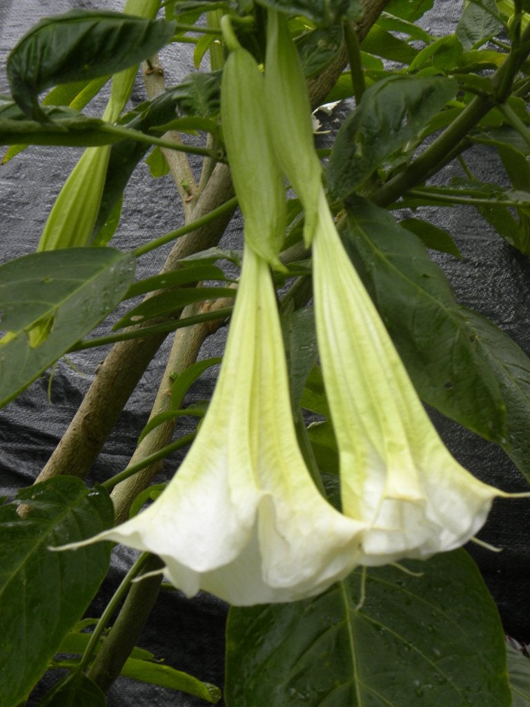Prachtige bloeiende brugmansia (Trompetplant)., Vaste plant, Halfschaduw, Zomer, Ophalen