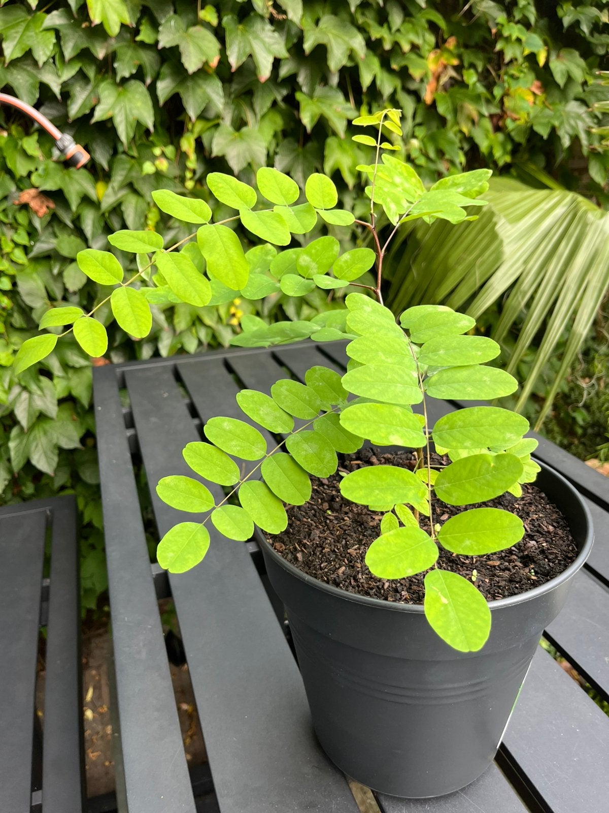Acacia (Robinia pseudoacacia), Ophalen