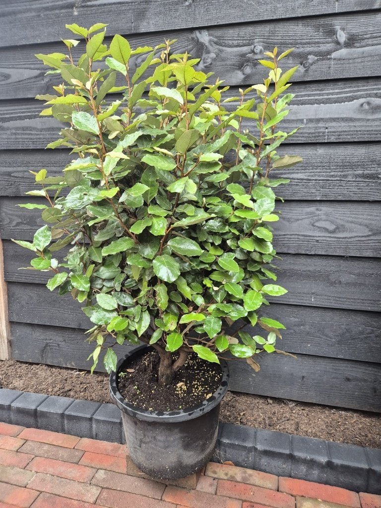 Forse olijfwilg compacta haagplanten 80-100cm, Verzenden, Overige soorten, Haag, Minder dan 100 cm