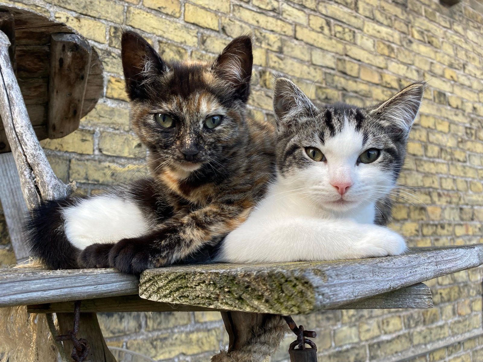 Kittens poesjes te koop, Meerdere dieren, Kortharig, 0 tot 2 jaar