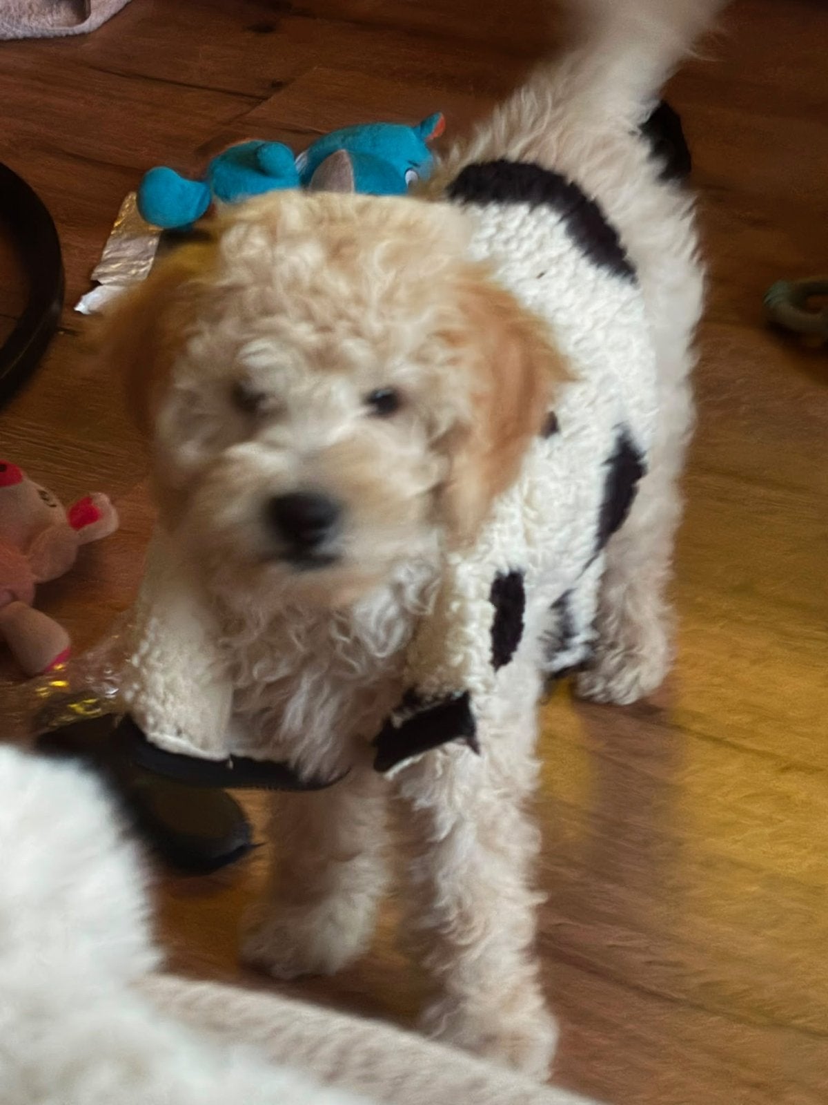 Labradoodle 5 maanden teefje, 15 weken tot 1 jaar, Teef, Parvo, Eén hond