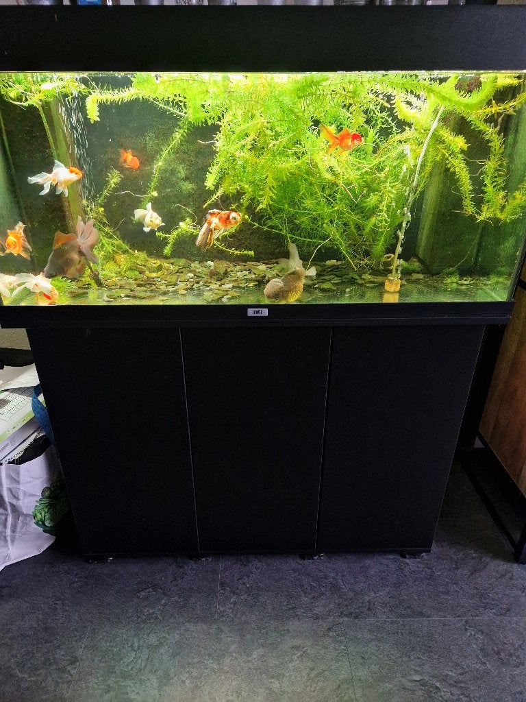 juwel rio 180 + kast, helialux,controler compleet met vissen, Dieren en Toebehoren, Vissen | Aquaria en Toebehoren, Ophalen, Inclusief vissen