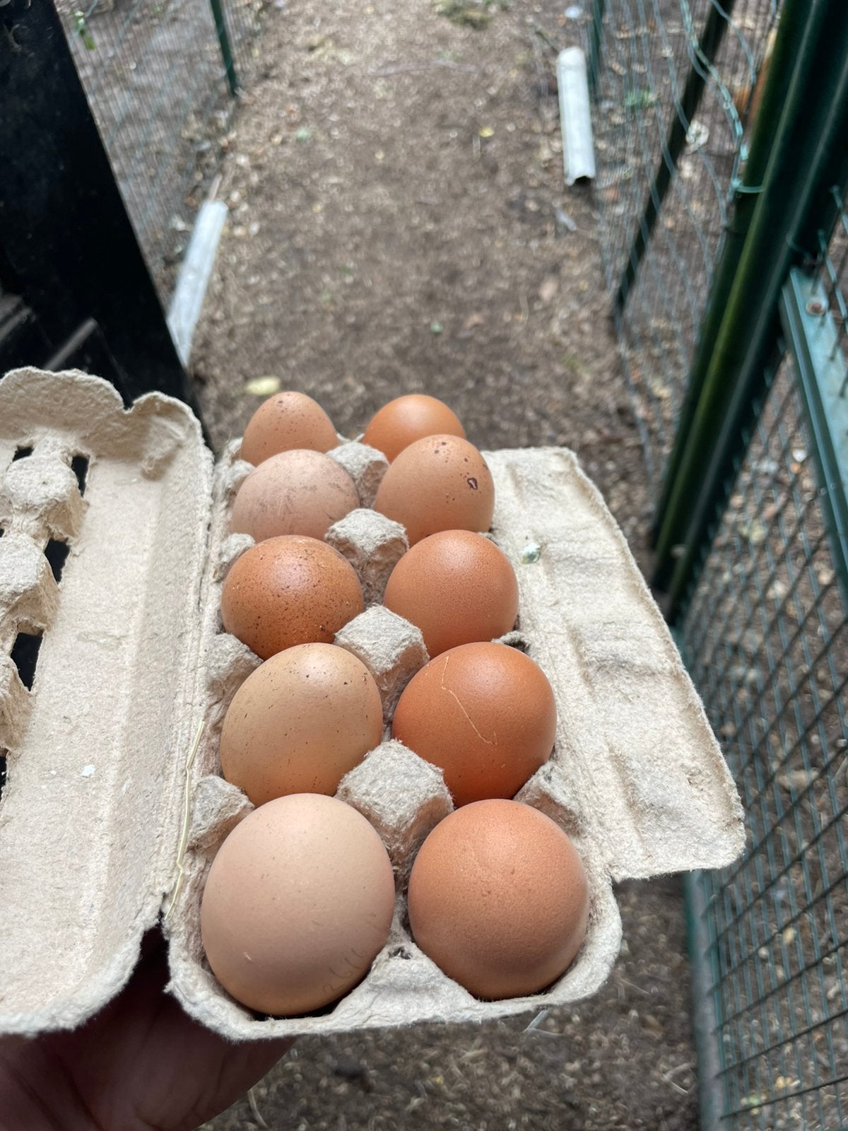 Broedeieren barnevelder mix groot ras, Dieren en Toebehoren, Pluimvee