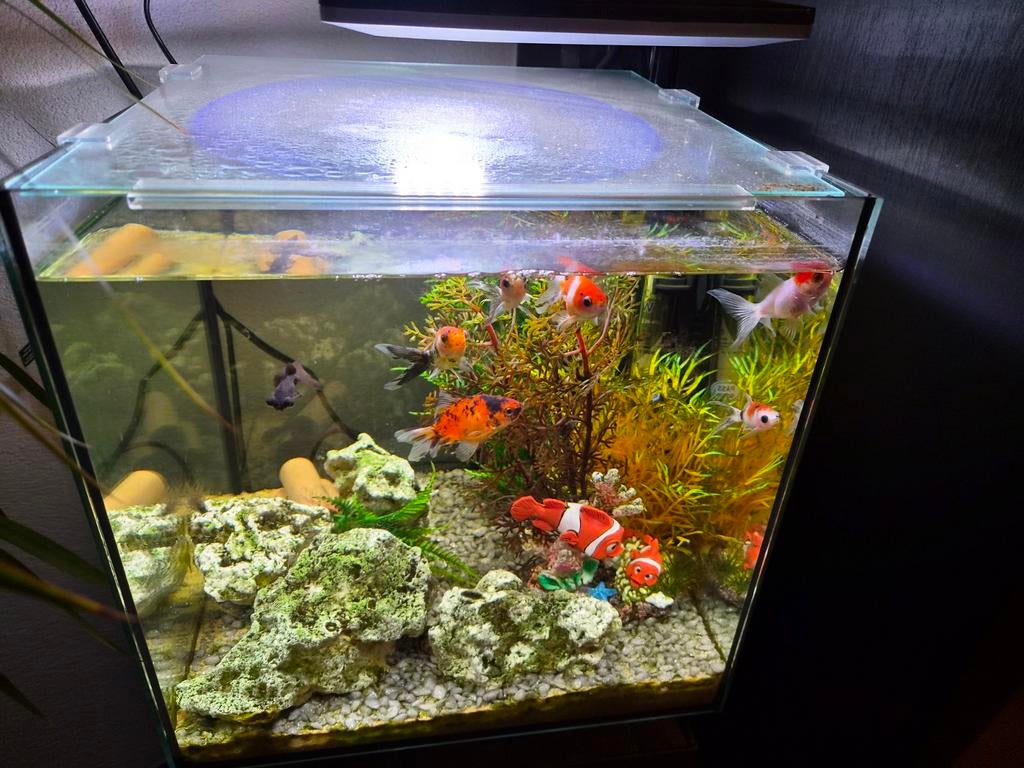 Aqarium, Ophalen of Verzenden, Zo goed als nieuw, Gevuld zoetwateraquarium