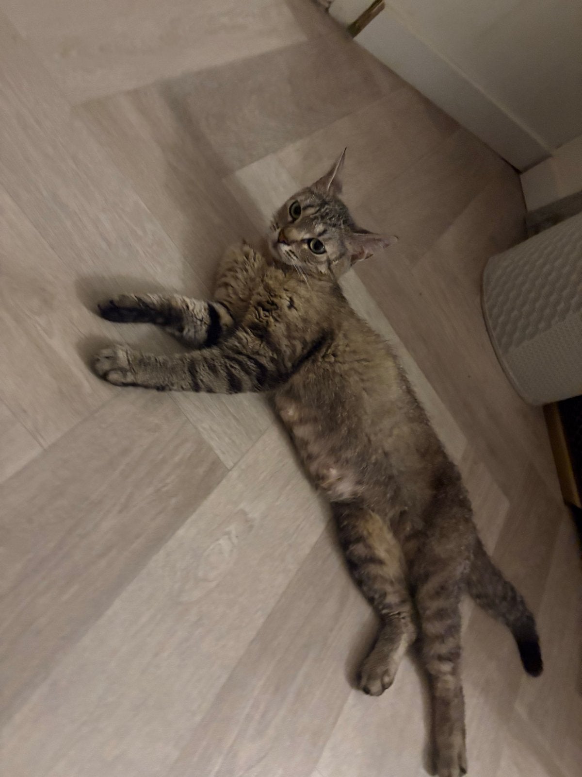 Brits/europese korthaar, Dieren en Toebehoren, Katten en Kittens | Overige Katten, Poes, Kortharig, 0 tot 2 jaar