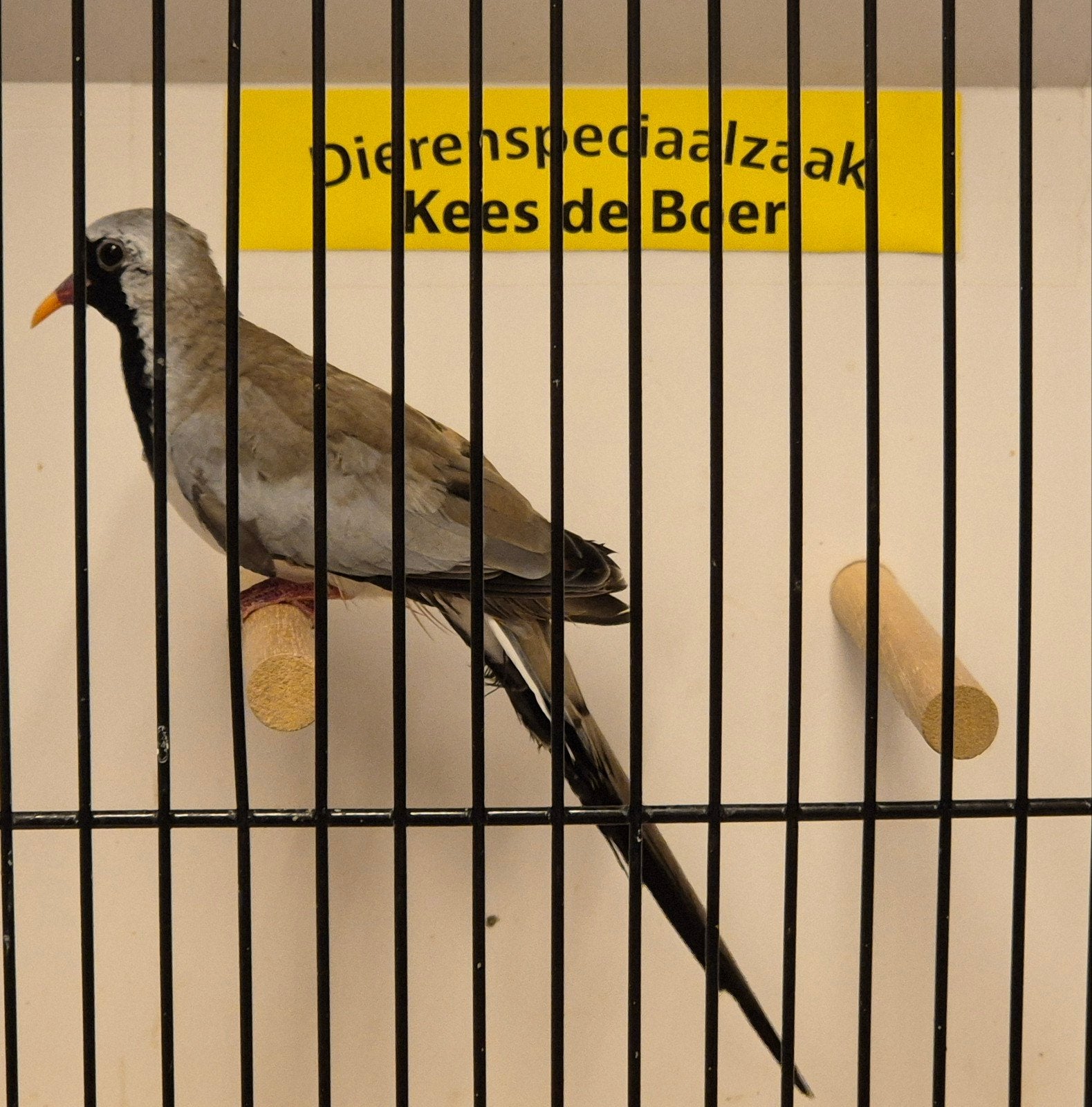 Zwartmaskerduif doffer, Mannelijk, Geringd