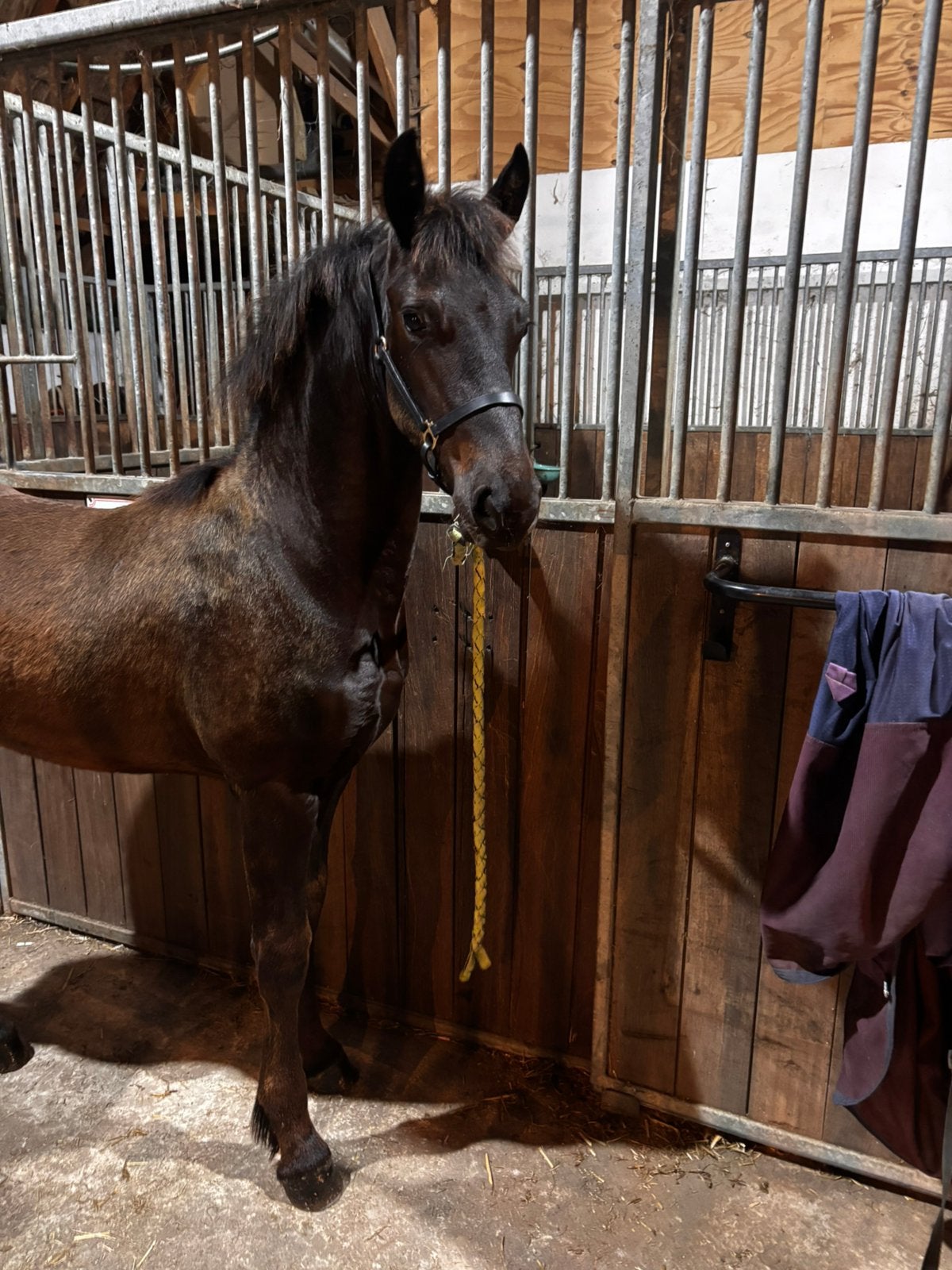 Fries hengst veulen, vol papier, Dieren en Toebehoren, Paarden, Minder dan 160 cm, Met stamboom, Niet van toepassing, Dressuurpaard