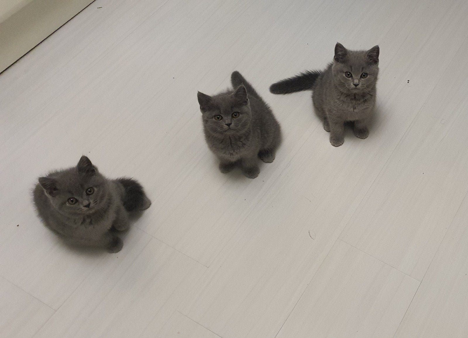 "Met spoed: Prachtige Britse Korthaar  te koop en de moeder, Dieren en Toebehoren, Katten en Kittens | Raskatten | Korthaar, Meerdere dieren