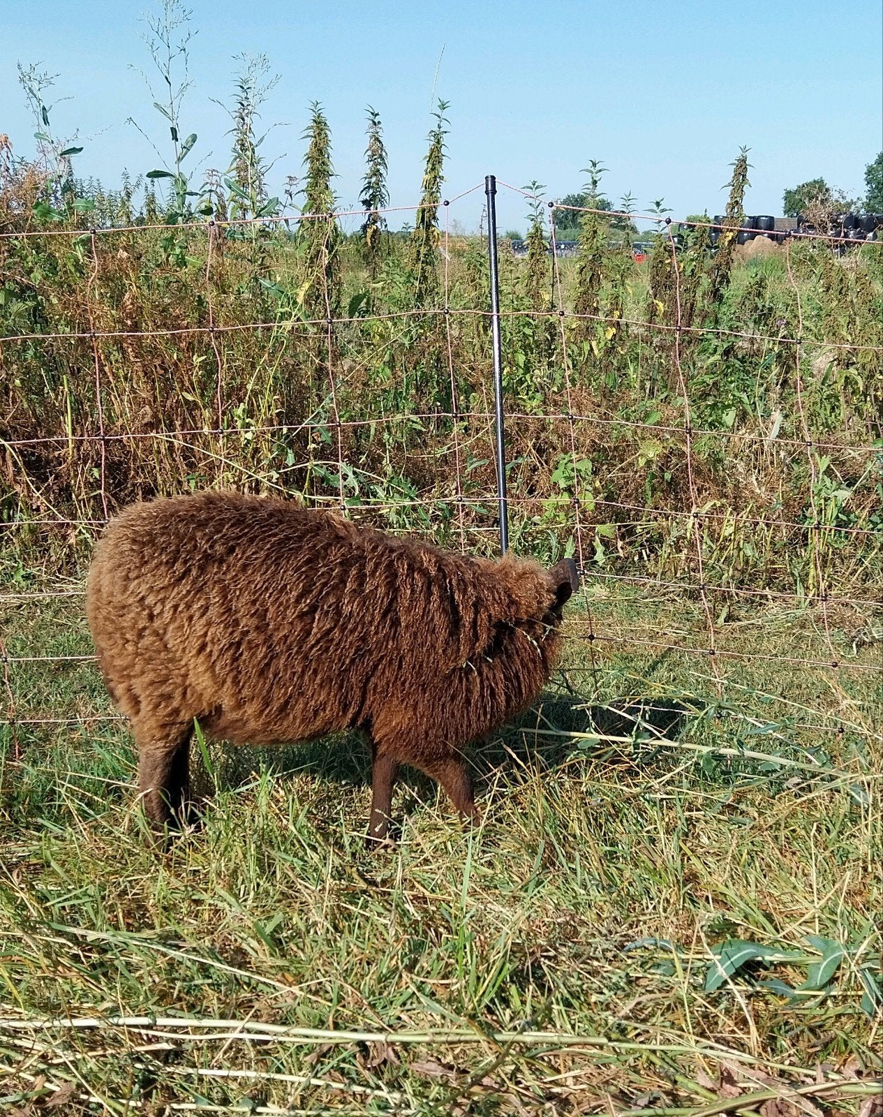 Ouessant ooi met ramlam, Dieren en Toebehoren, Schapen, Geiten en Varkens, Meerdere dieren, Schaap