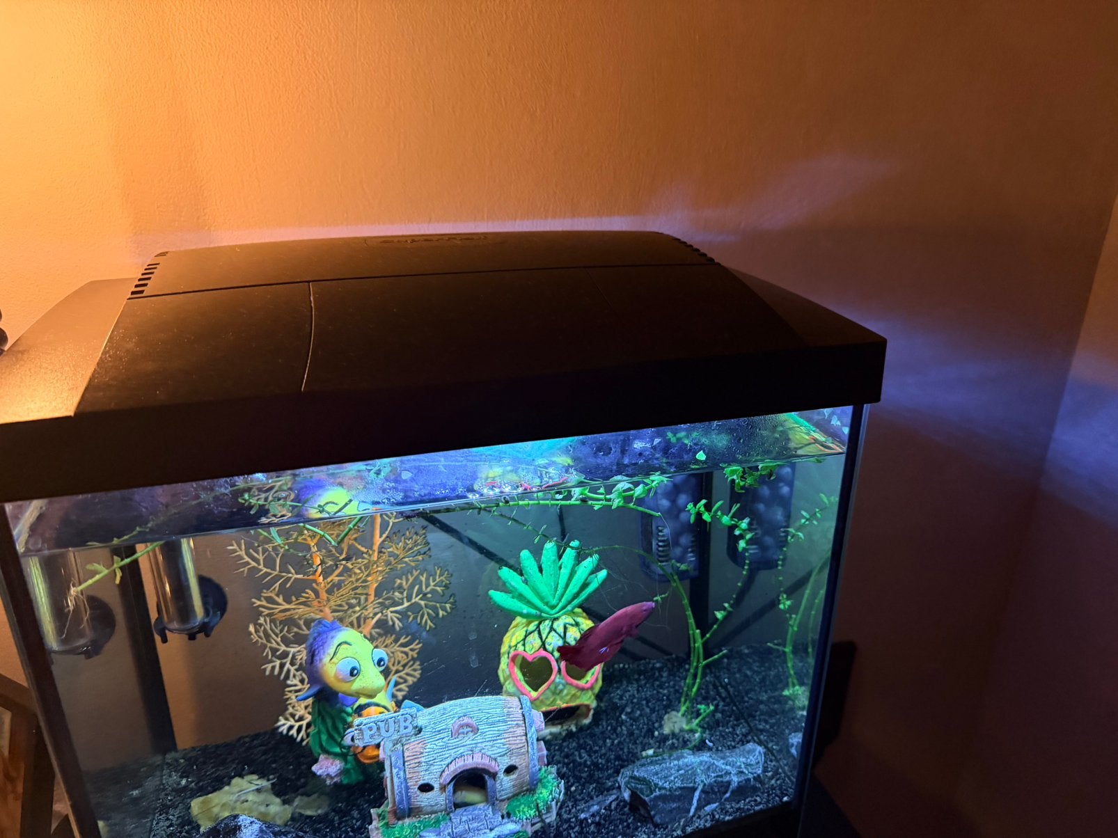 Aquarium GRATIS OPHALEN, Ophalen, Inclusief vissen, Gebruikt, Gevuld zoetwateraquarium
