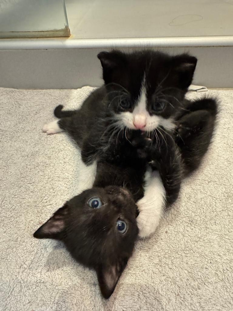 Super schattige kittens zoeken liefdevolle baasjes, Dieren en Toebehoren, Meerdere dieren, 0 tot 2 jaar