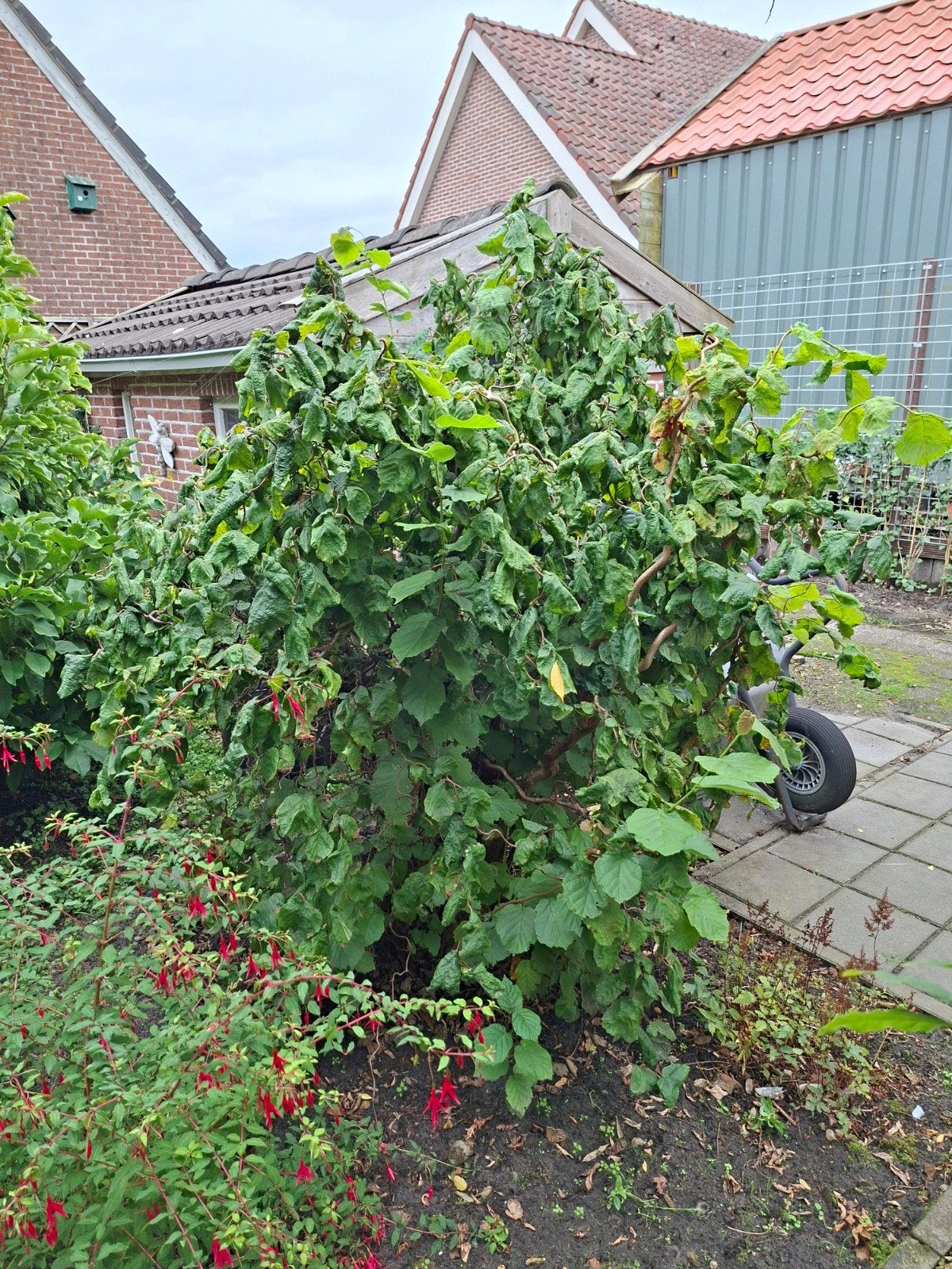 Kronkelhazelaar (Corylus avellana 'Contorta') - 2 meter hoog, Ophalen
