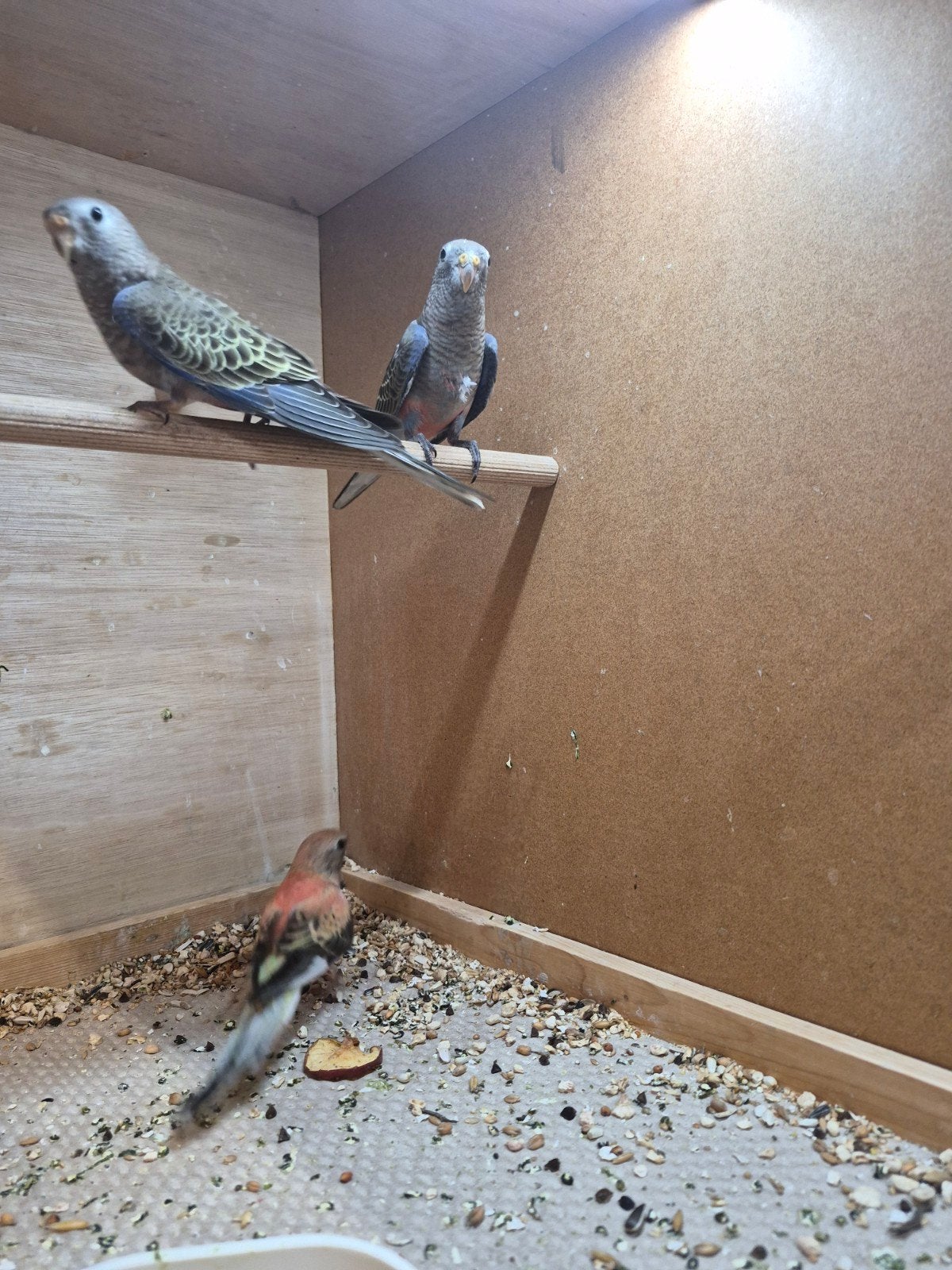 Jonge bourkes, Dieren en Toebehoren