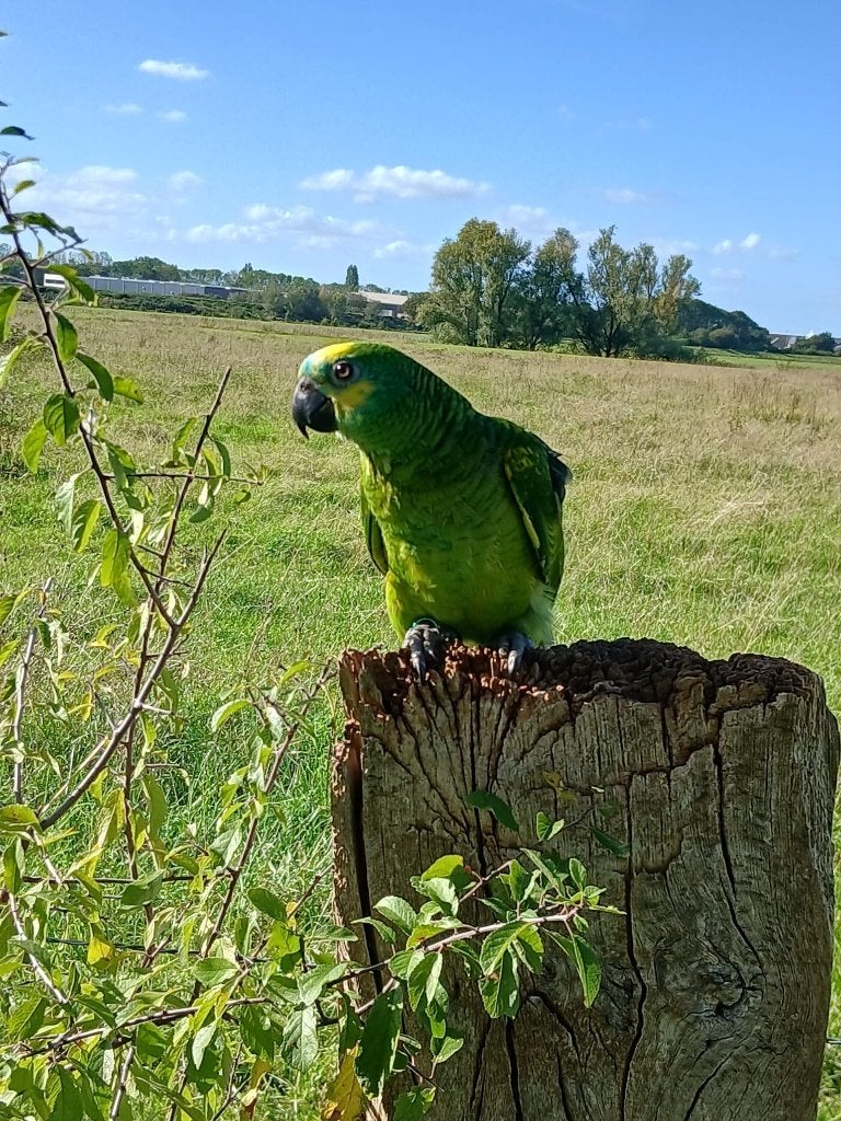 Lieve tamme blauwvoorhoofd amazone papegaai ♡, Dieren en Toebehoren, Geslacht onbekend, Papegaai, Pratend