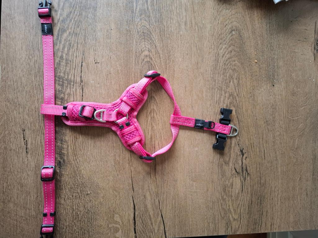 Autogordel kleine hond., Dieren en Toebehoren, Ophalen, Nieuw