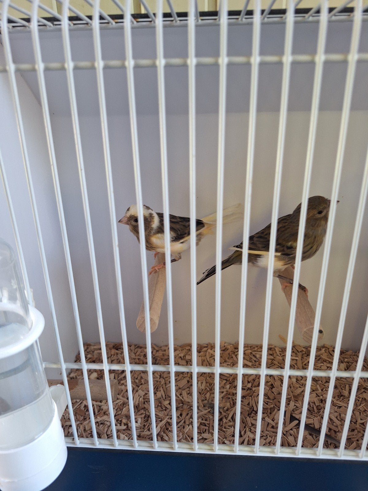2 Harlekijn kannaries.Zie omschrijving., Dieren en Toebehoren, Vogels | Kanaries
