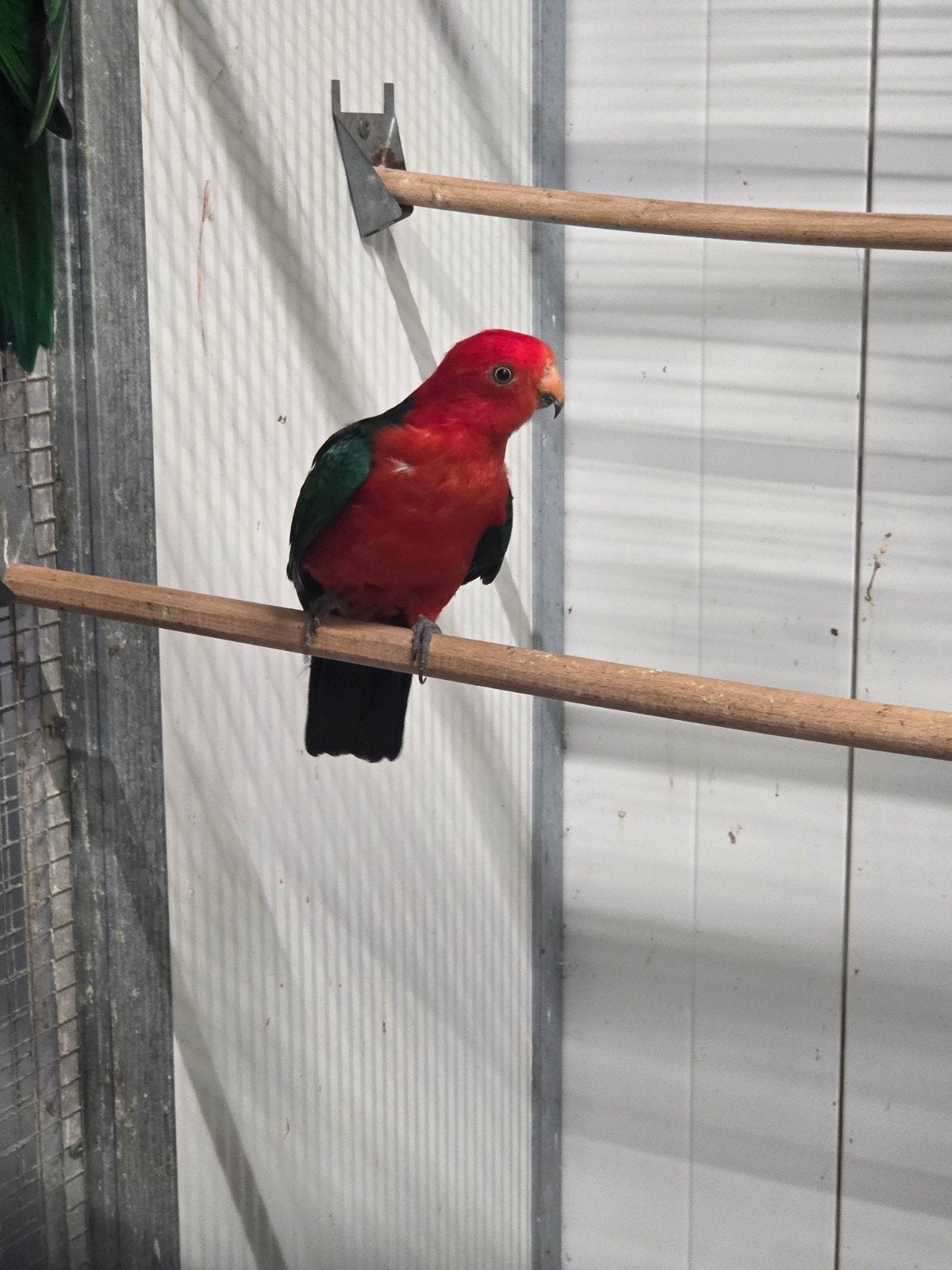 koppel koningsparkieten, Dieren en Toebehoren, Meerdere dieren, Parkiet