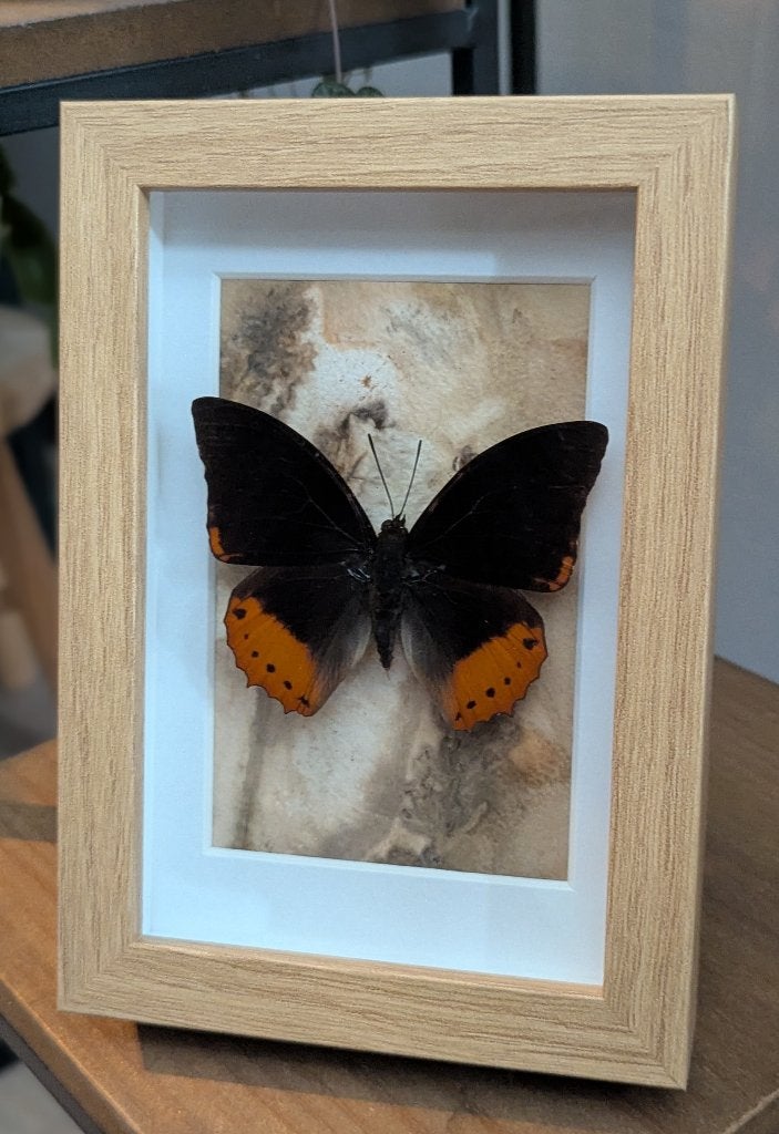 Vlinder in lijst, Ophalen of Verzenden, Zo goed als nieuw, Insect, Opgezet dier