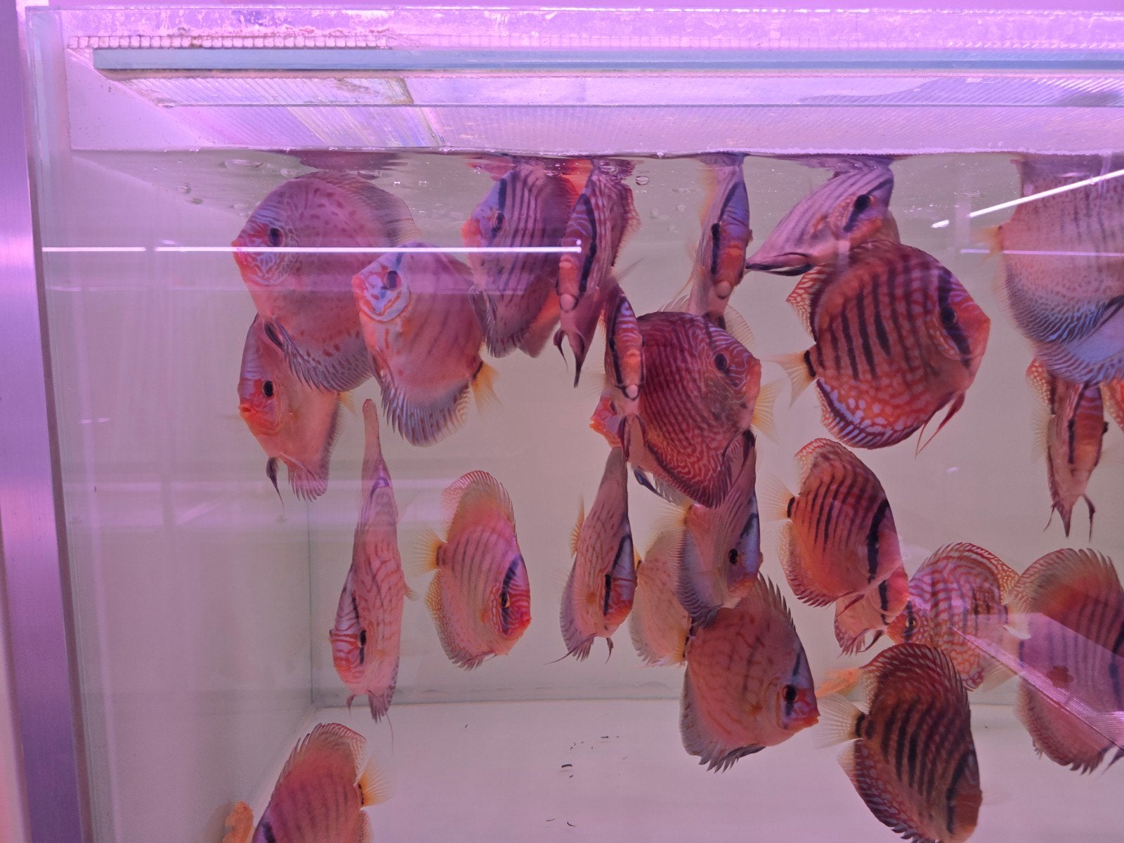 Discusvissen, Dieren en Toebehoren, Vis, Zoetwatervis, Schoolvis