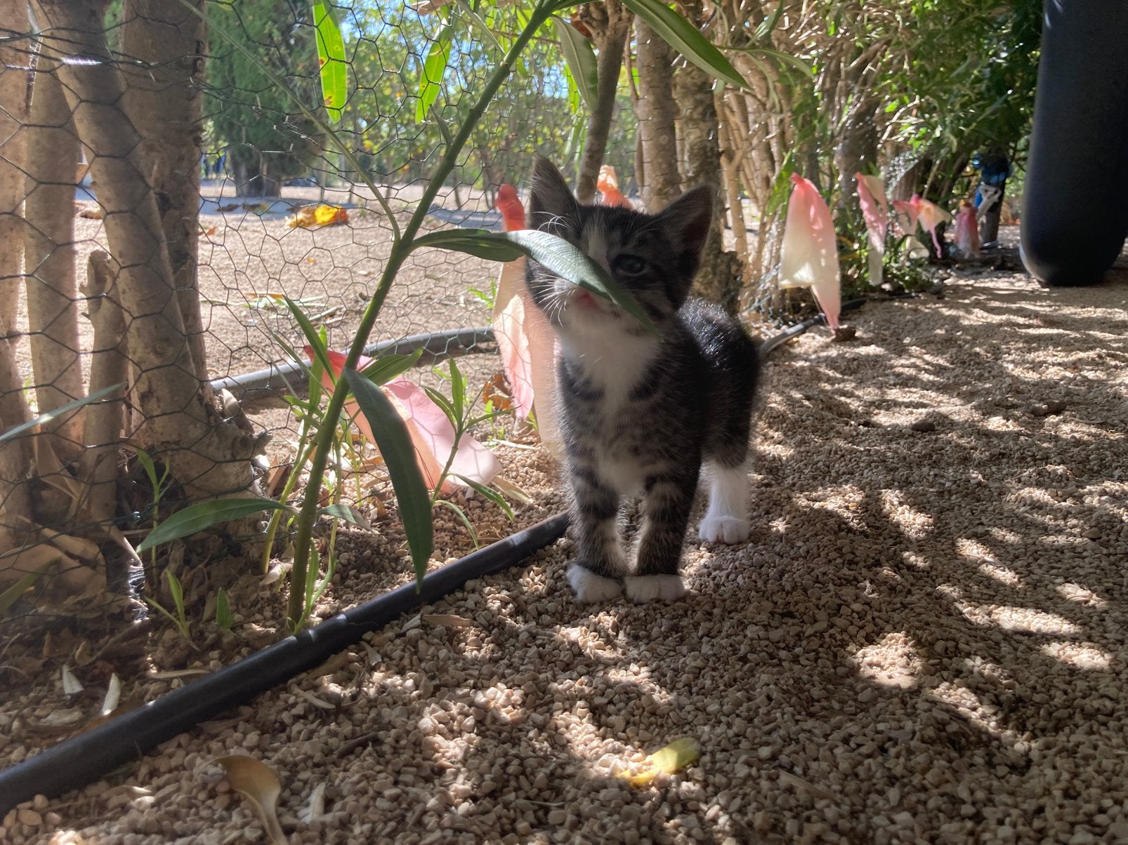 Kitten / 1 poes 4 katers langharig, Meerdere dieren, Langharig, 0 tot 2 jaar