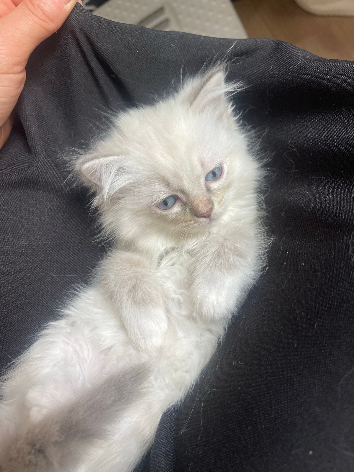 Raszuivere Ragdol blue mitted lynx, Meerdere dieren
