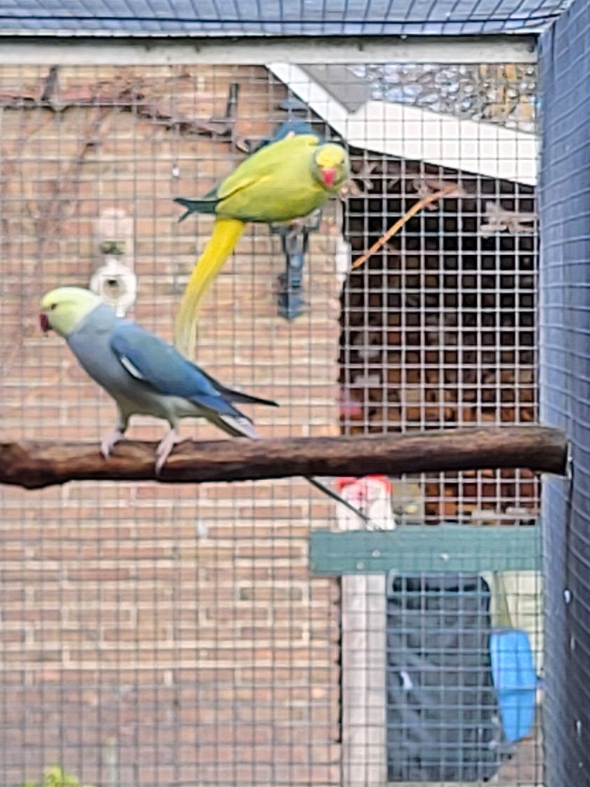 halsband parkieten, Dieren en Toebehoren, Vogels | Parkieten en Papegaaien, Meerdere dieren, Parkiet, Geringd