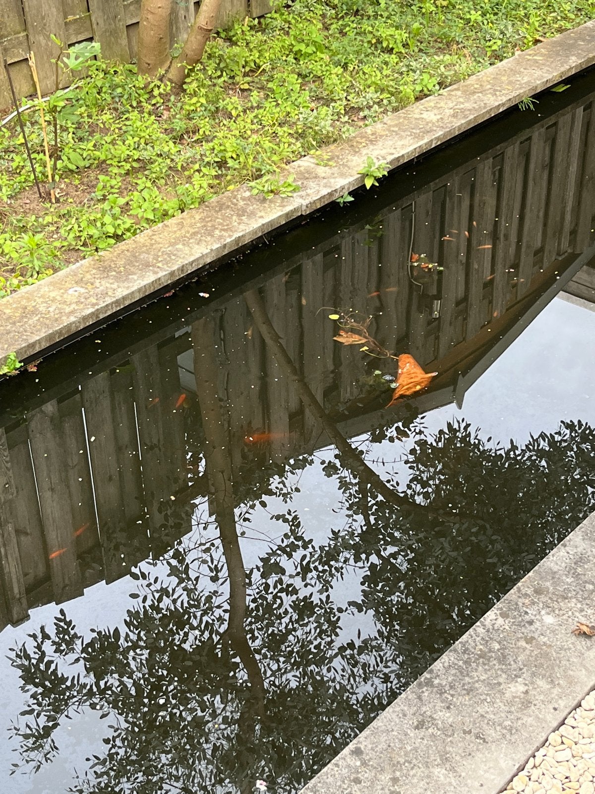 Goudvissen en/of graskarpers vijver, Dieren en Toebehoren, Vissen | Vijvervissen, Goudvis(sen)