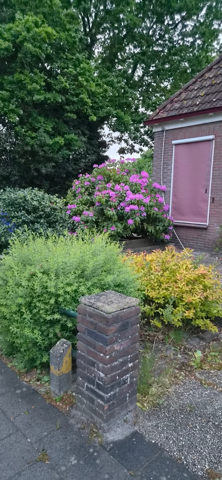 Planten, Ophalen of Verzenden, Overige soorten, 100 tot 250 cm