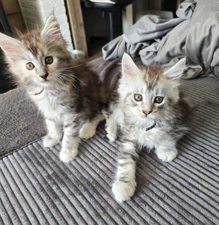 2 hele mooie mainecoon kittens met stamboom, Meerdere dieren, Met stamboom, 0 tot 2 jaar