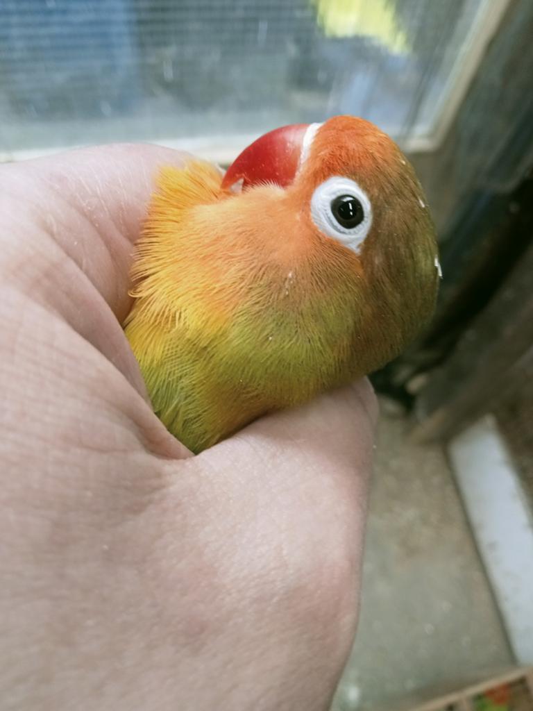 Prachtige piep jonge agapornis fisheri lovebirds koppel, Meerdere dieren, Dwergpapegaai of Agapornis, Geringd