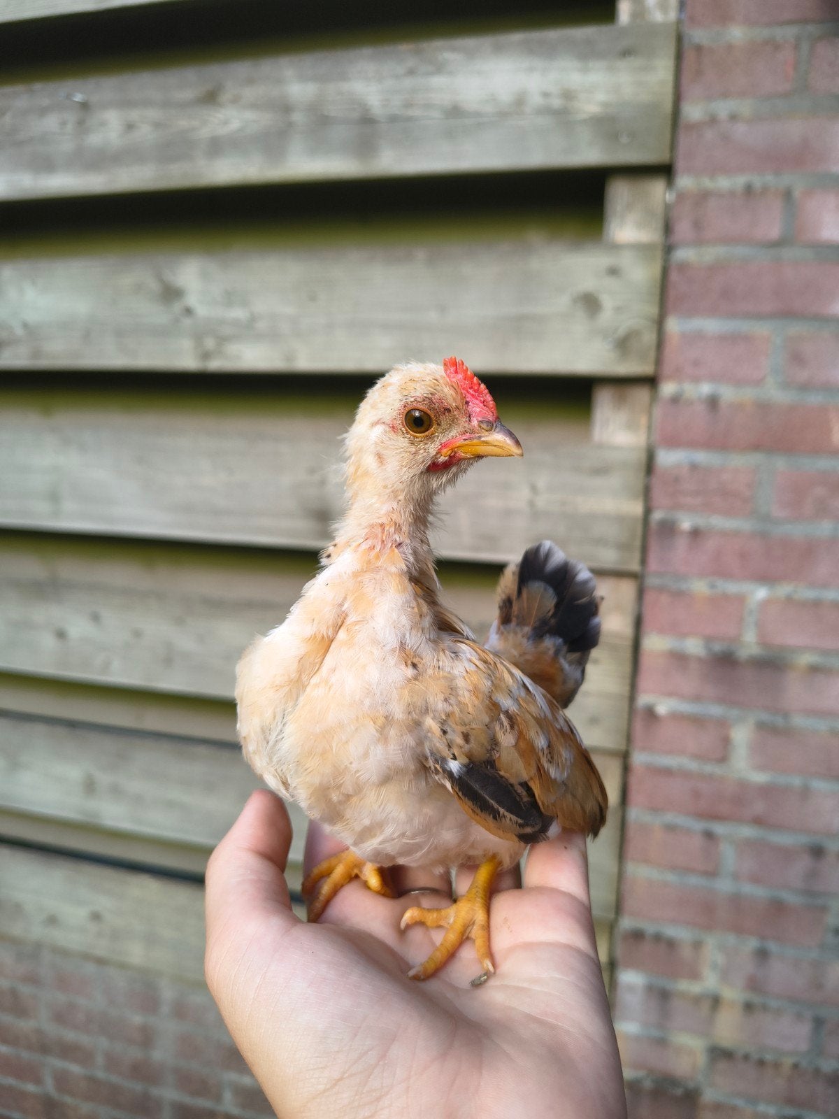 Serama haan (6 weken), Dieren en Toebehoren, Pluimvee, Mannelijk, Kip